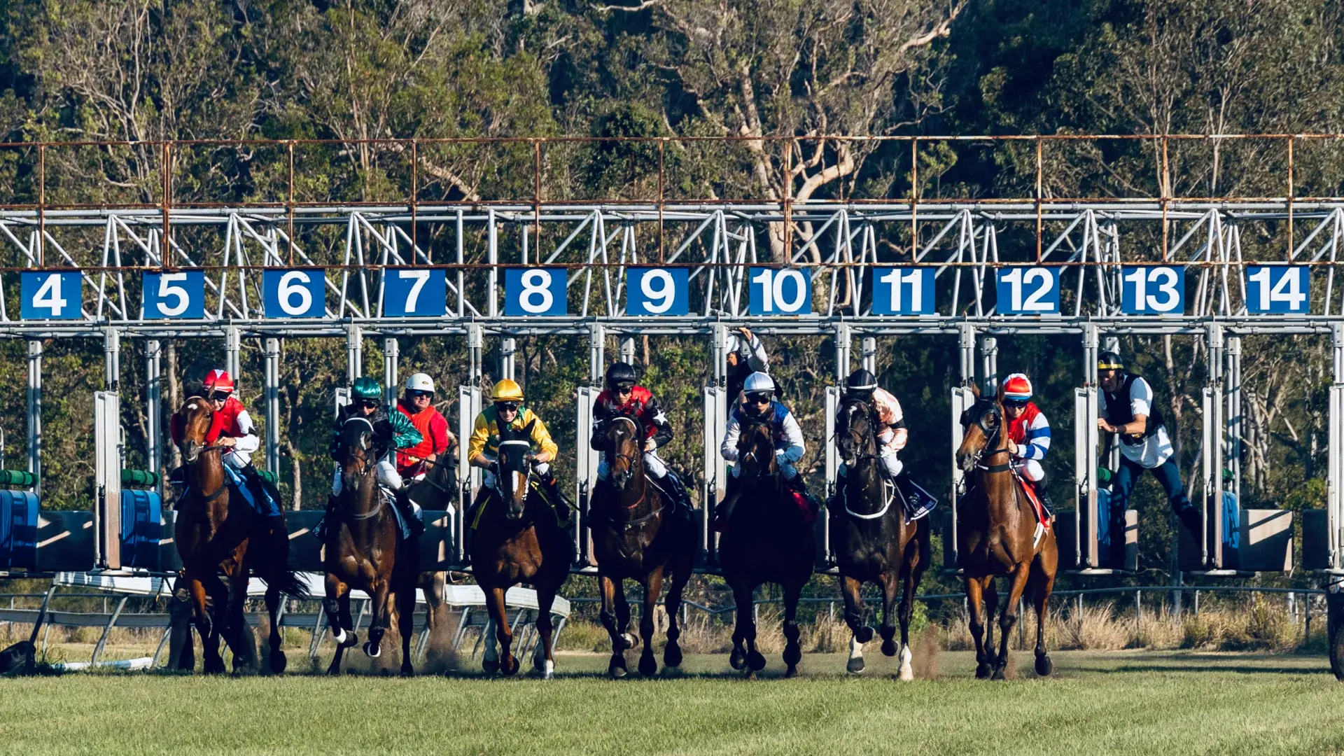 Field of horses and jockeys jumping out of the barriers at the start of a Tabulam race, a country race day in Northern NSW